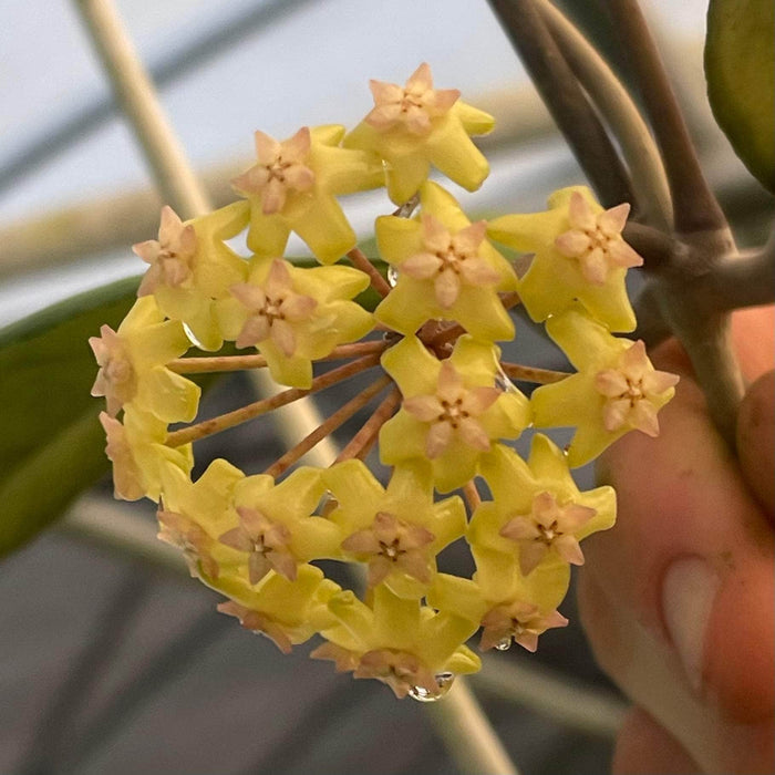 Gabriella Plants Hoya 3" Hoya 'Perfection'