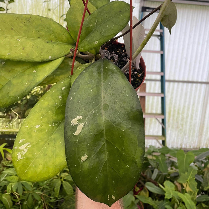 Gabriella Plants Hoya 3" Hoya 'Perfection'