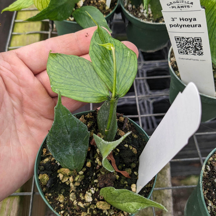 Gabriella Plants Hoya 3" Hoya polyneura