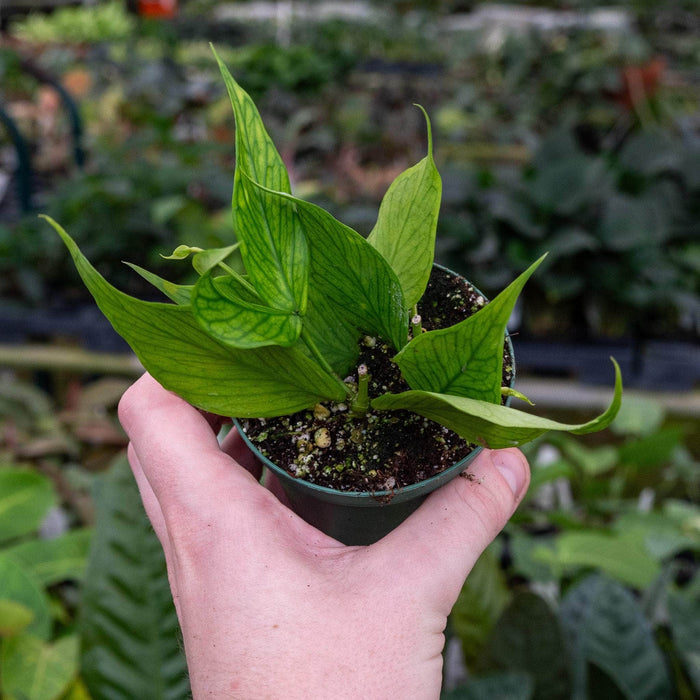 Gabriella Plants Hoya 3" Hoya polyneura