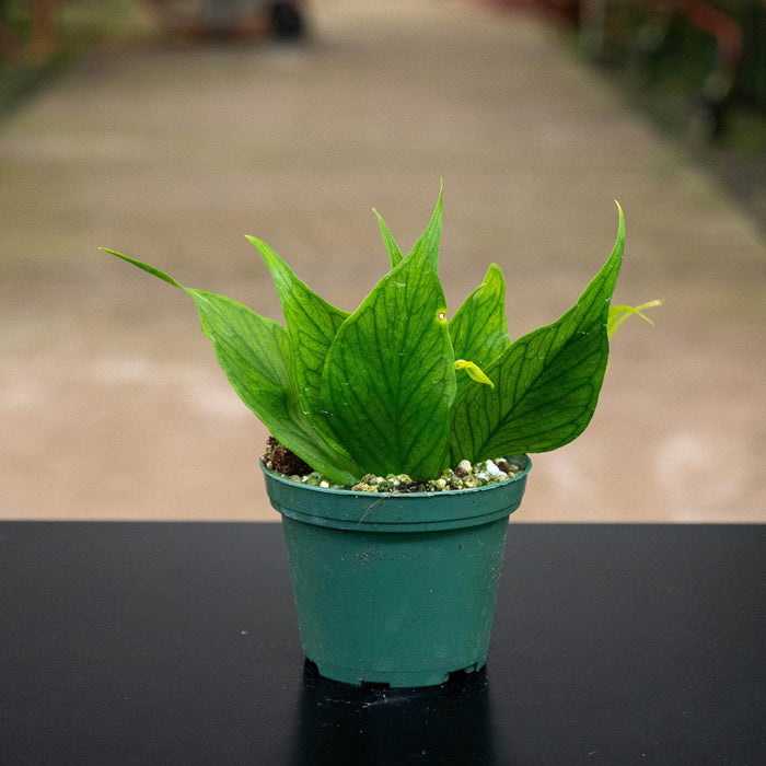 Gabriella Plants Hoya 3" Hoya polyneura
