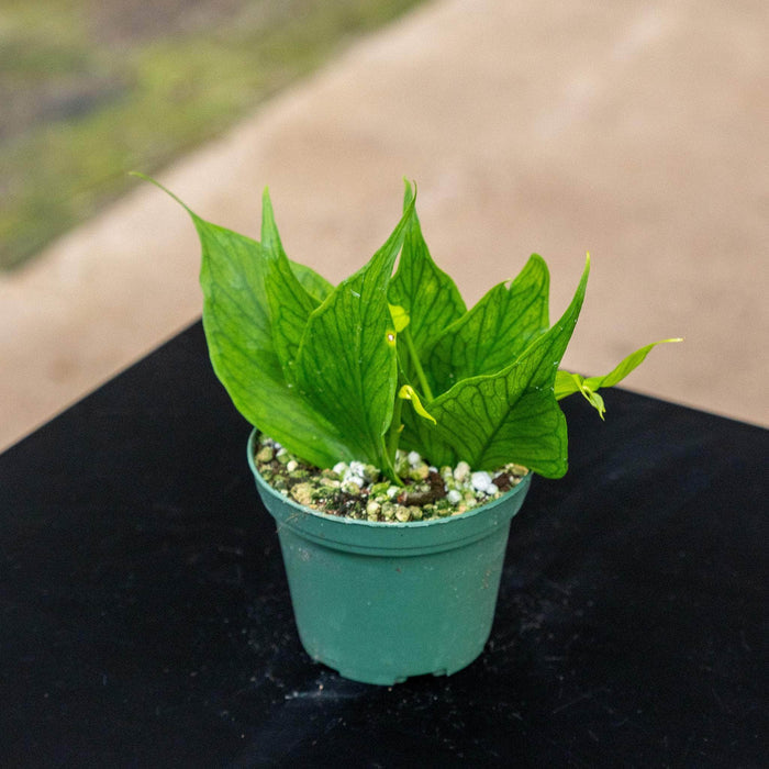 Gabriella Plants Hoya Hoya polyneura
