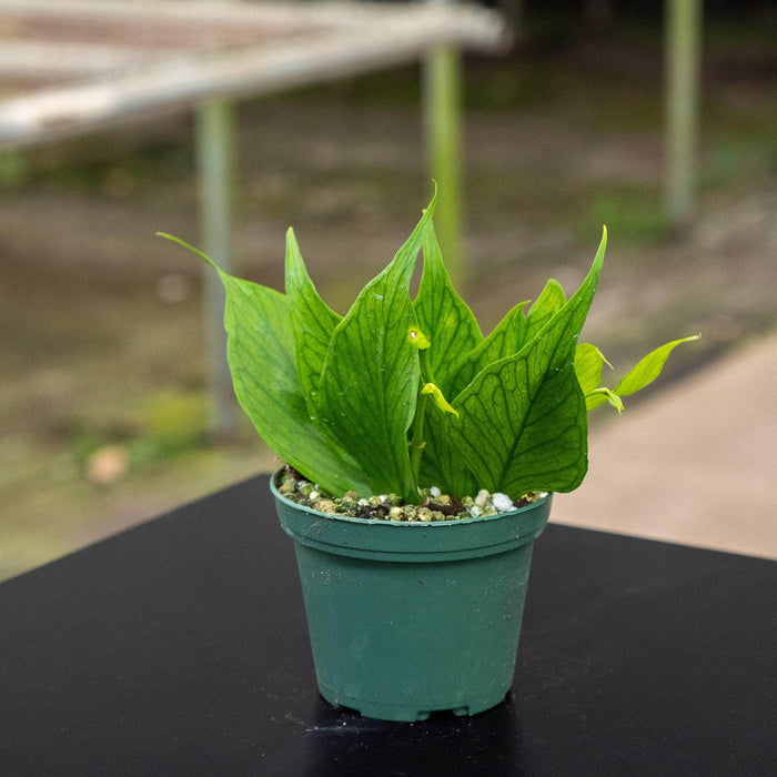 Gabriella Plants Hoya Hoya polyneura