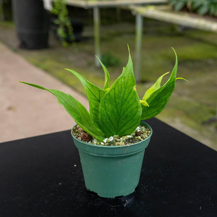 Gabriella Plants Hoya Hoya polyneura