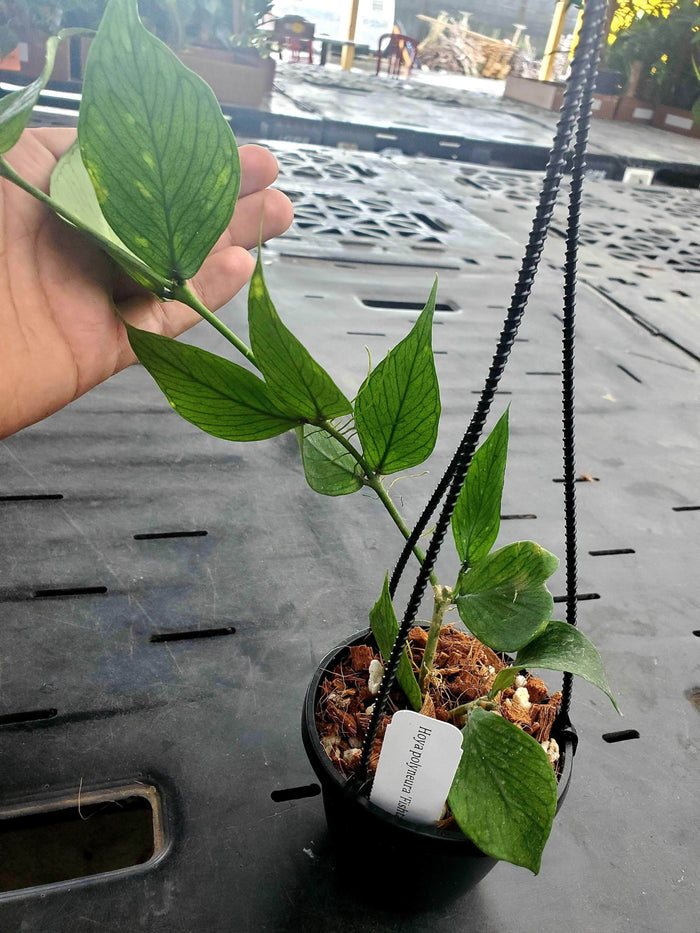 Gabriella Plants Hoya 5" Hanging Basket Hoya polyneura
