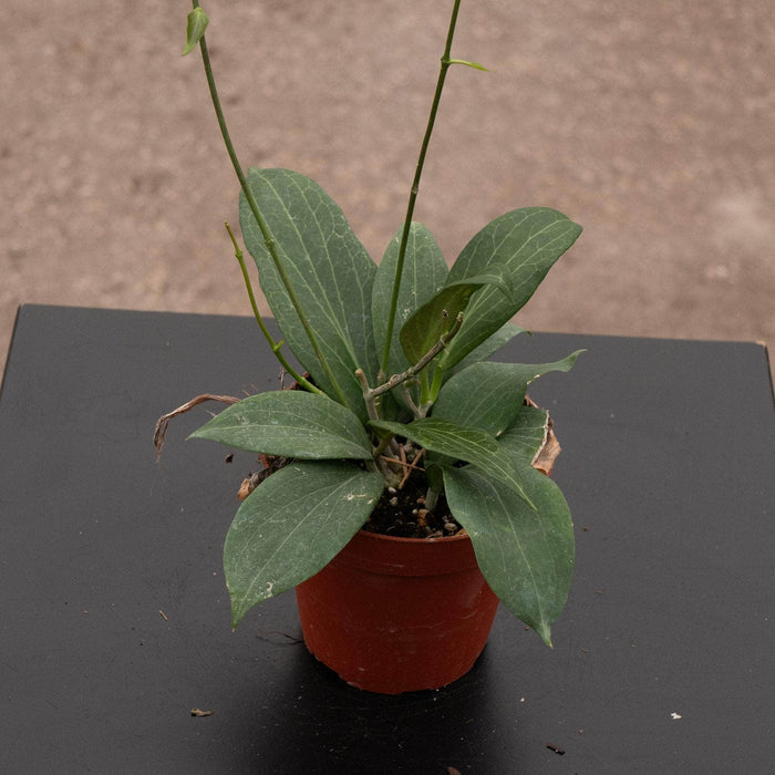 Gabriella Plants Hoya 4" Hoya pottsii