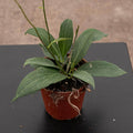 Gabriella Plants Hoya 4" Hoya pottsii