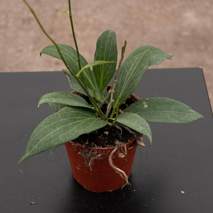 Gabriella Plants Hoya 4" Hoya pottsii
