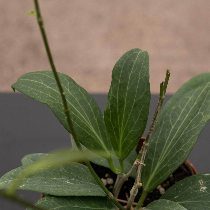 Gabriella Plants Hoya 4" Hoya pottsii