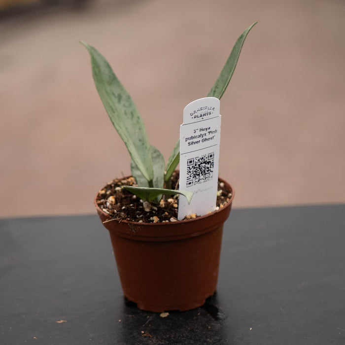 Gabriella Plants Hoya 3" Hoya pubicalyx 'Pink Silver Ghost'