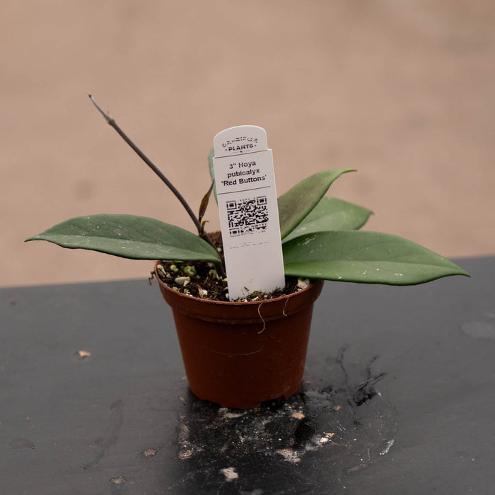 Gabriella Plants Hoya 3" Hoya pubicalyx 'Red Buttons'
