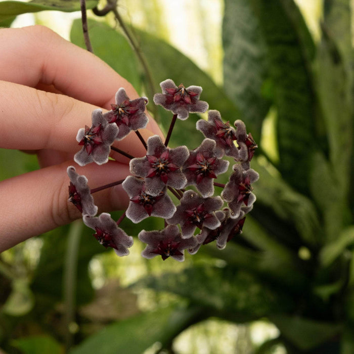 Gabriella Plants Hoya 6" Hoya pubicalyx 'Red Buttons'