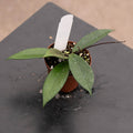 Gabriella Plants Hoya 3" Hoya pubicalyx 'Red Buttons'