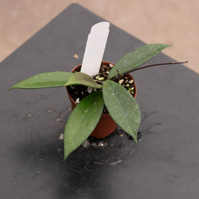 Gabriella Plants Hoya 3" Hoya pubicalyx 'Red Buttons'