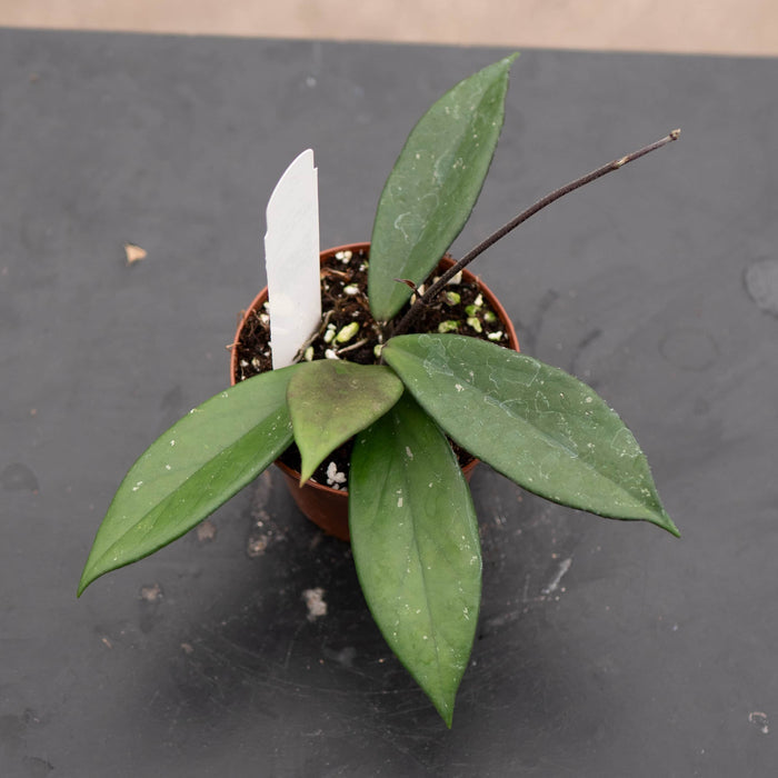 Gabriella Plants Hoya 3" Hoya pubicalyx 'Red Buttons'