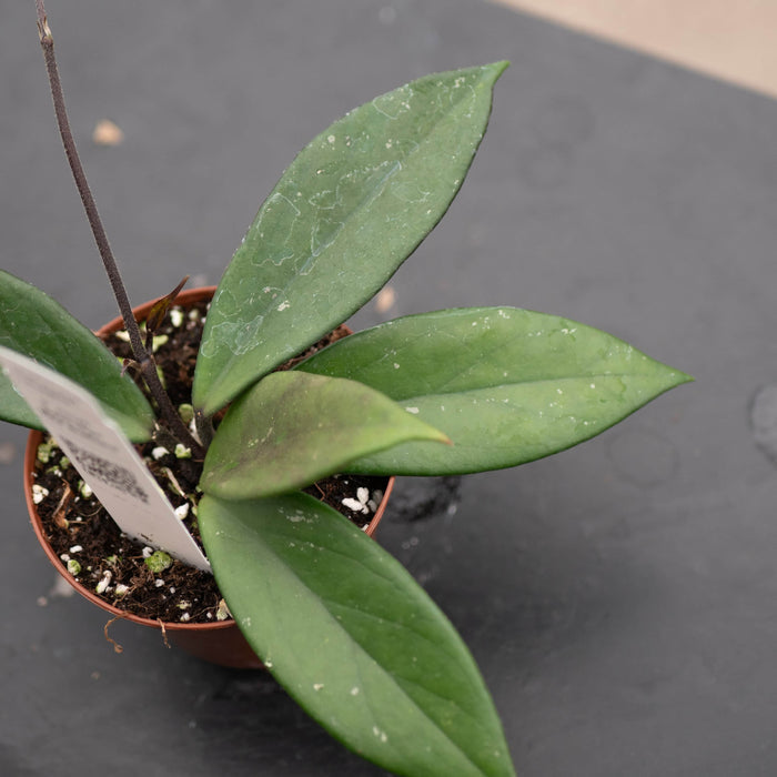 Gabriella Plants Hoya 3" Hoya pubicalyx 'Red Buttons'