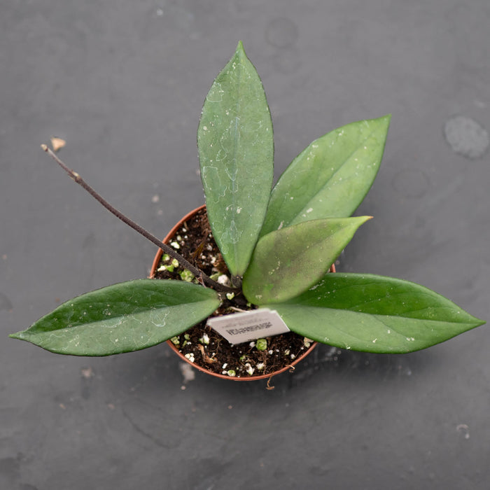 Gabriella Plants Hoya 3" Hoya pubicalyx 'Red Buttons'