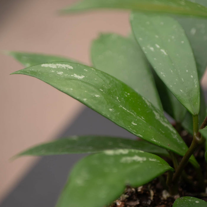 Gabriella Plants Hoya Hoya pubicalyx 'Splash'