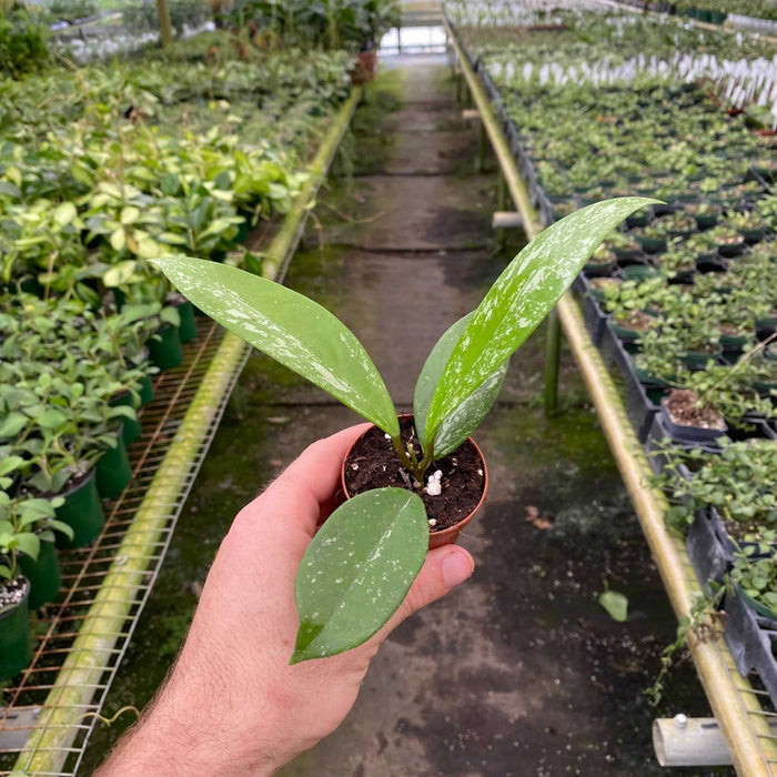 Gabriella Plants Hoya 2" Hoya pubicalyx 'Speckled'