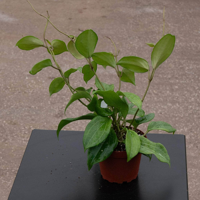 Gabriella Plants Hoya 4" Hoya quinquenervia
