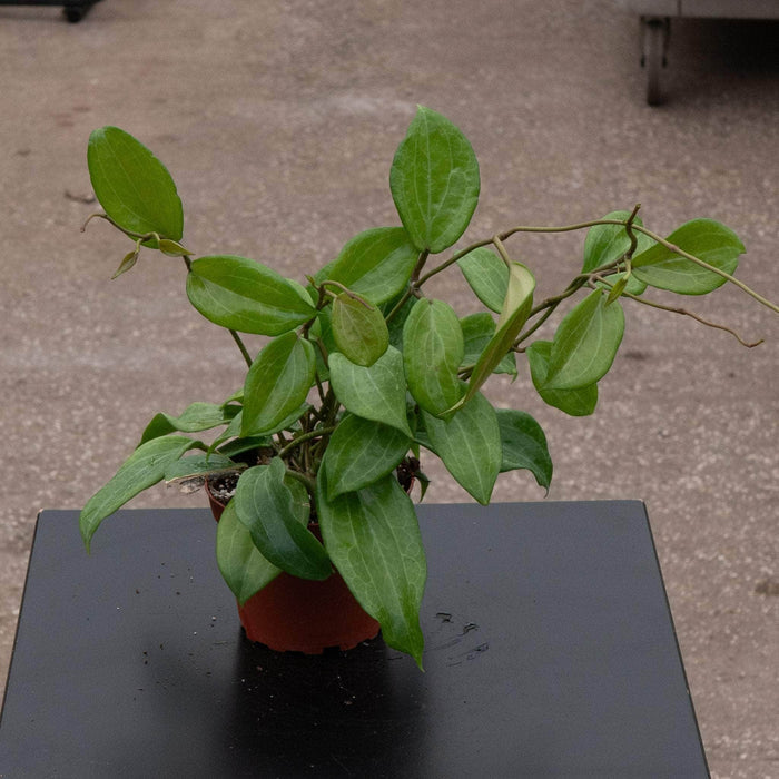 Gabriella Plants Hoya Hoya quinquenervia
