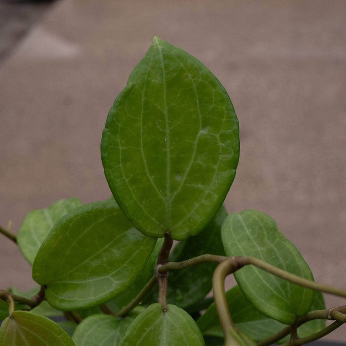 Gabriella Plants Hoya Hoya quinquenervia