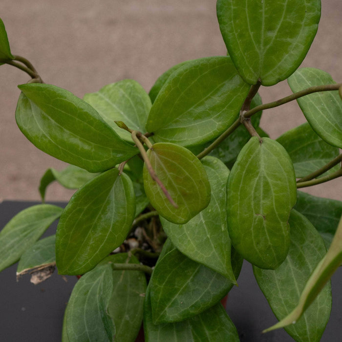 Gabriella Plants Hoya Hoya quinquenervia