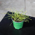 Gabriella Plants Hoya 4" Hoya retusa