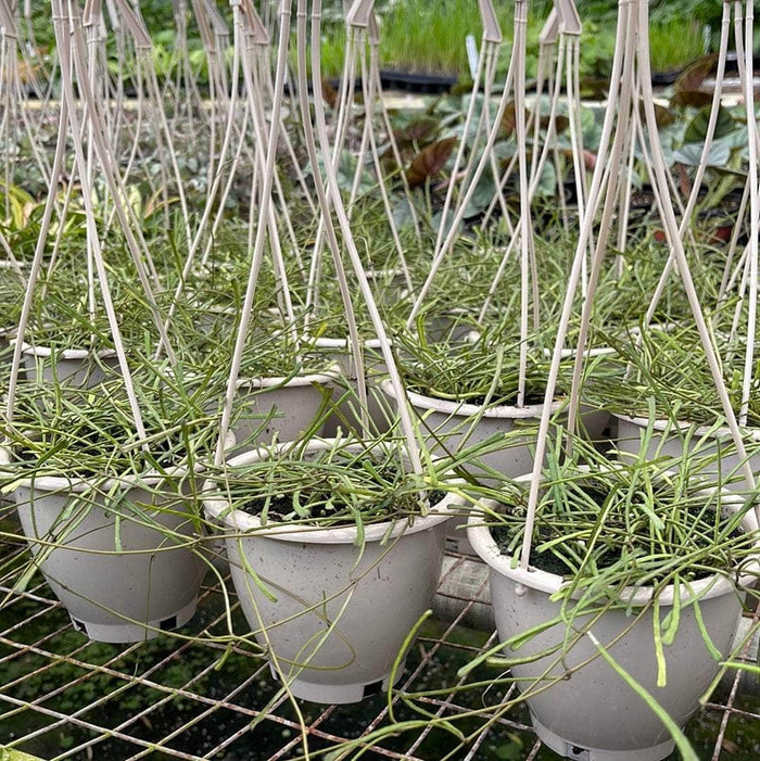Gabriella Plants Hoya 4.5" Hanging Basket Hoya retusa
