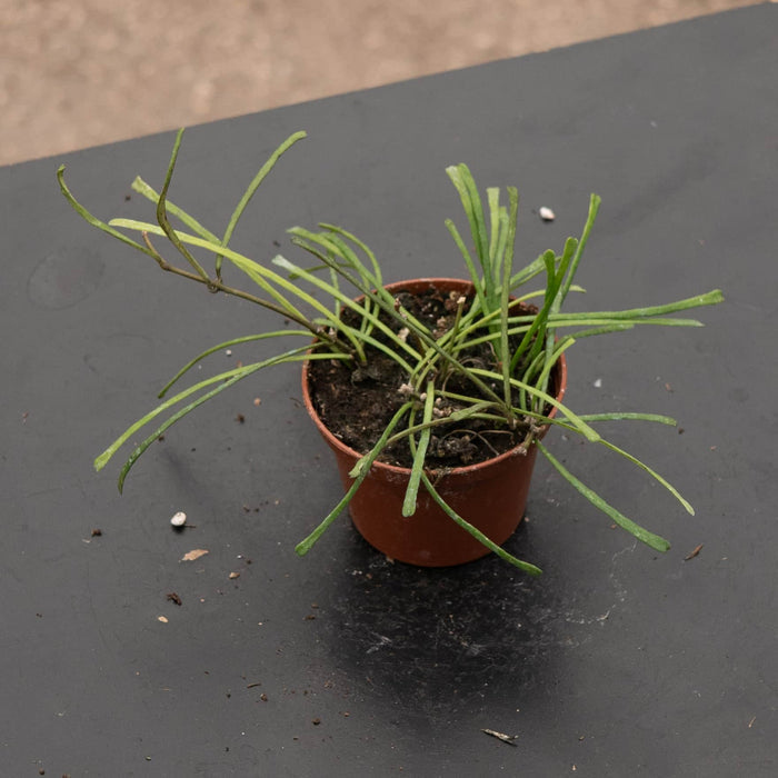 Gabriella Plants Hoya Hoya retusa