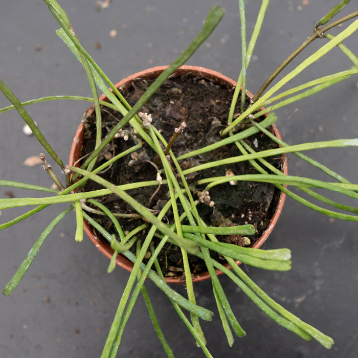 Gabriella Plants Hoya Hoya retusa