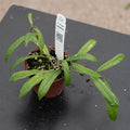 Gabriella Plants Hoya 3" Hoya rigidifolia