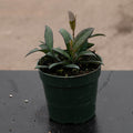 Gabriella Plants Hoya 4" Hoya 'Rosita'