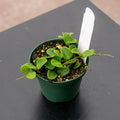 Gabriella Plants Hoya 3" Hoya serpens
