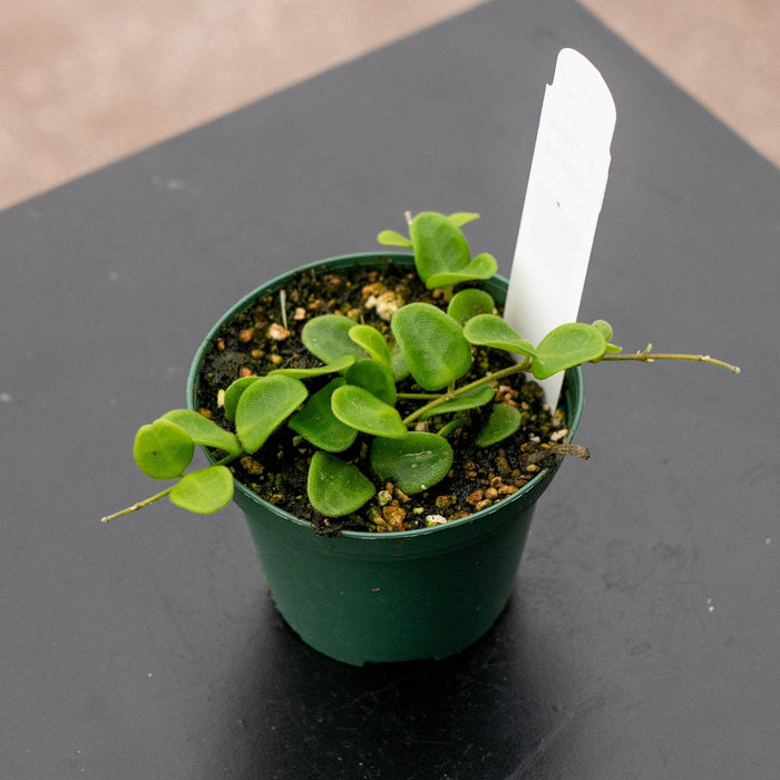 Gabriella Plants Hoya 3" Hoya serpens