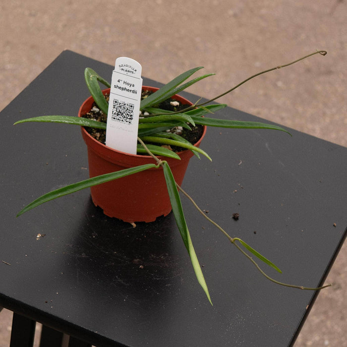 Gabriella Plants Hoya 4" Hoya shepherdii