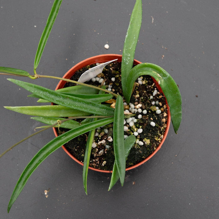 Gabriella Plants Hoya Hoya shepherdii