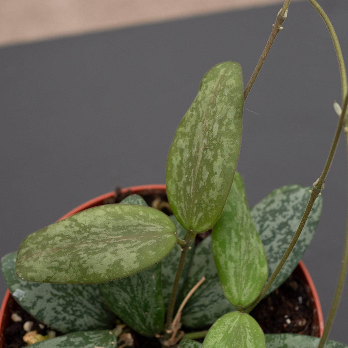 Gabriella Plants Hoya Hoya sigillatis 'Round Leaf'