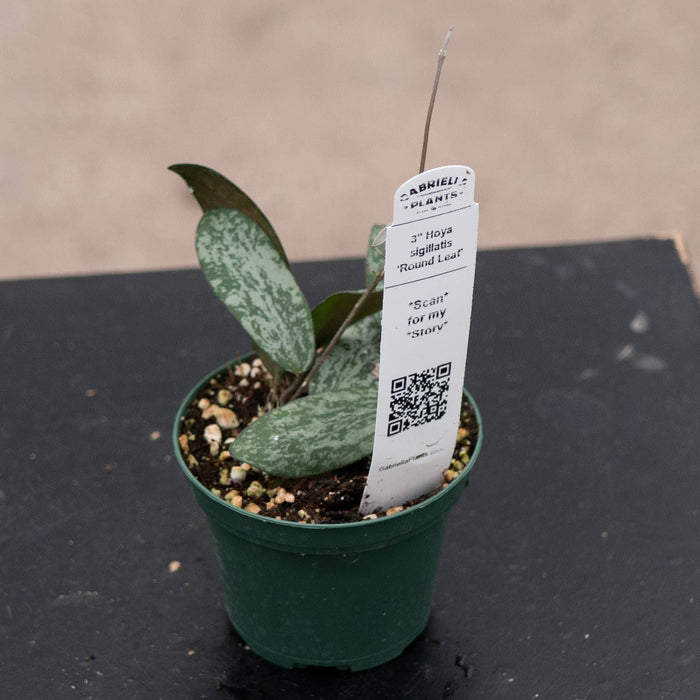 Gabriella Plants Hoya 3" Hoya sigillatis 'Round Leaf'