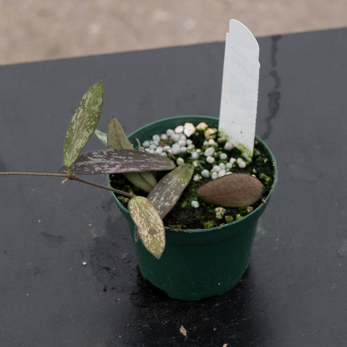 Gabriella Plants Hoya 3” Hoya sigillatis