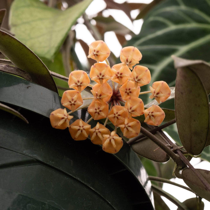 Gabriella Plants Hoya 3” Hoya sigillatis