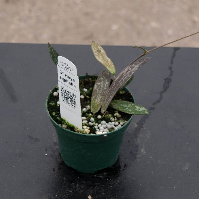 Gabriella Plants Hoya 3” Hoya sigillatis