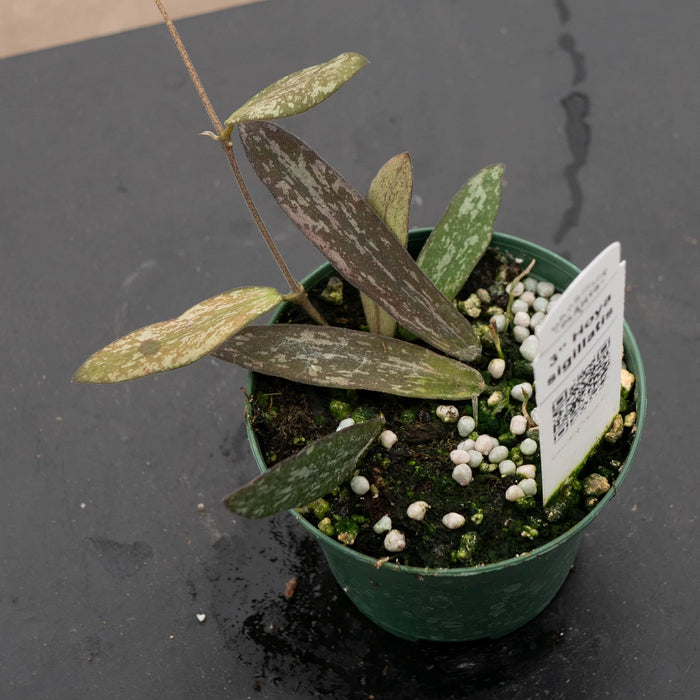 Gabriella Plants Hoya 3” Hoya sigillatis