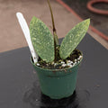 Gabriella Plants Hoya 3" Hoya 'Silver Dollar' (reverted)