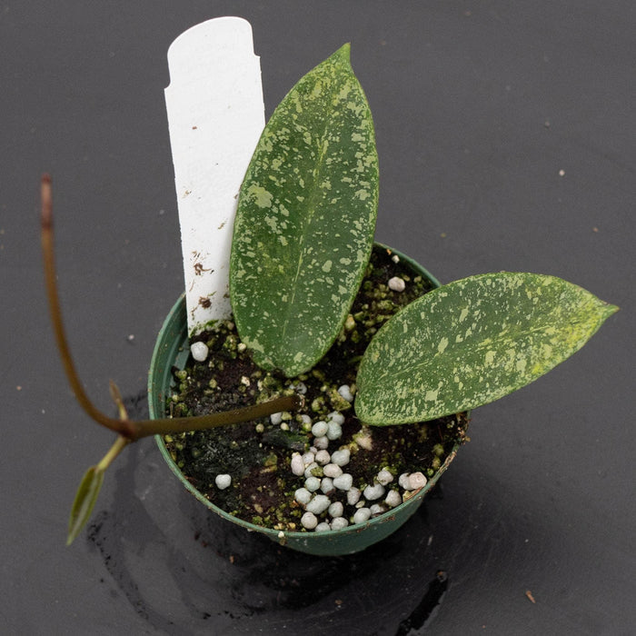 Gabriella Plants Hoya 3" Hoya 'Silver Dollar' (reverted)