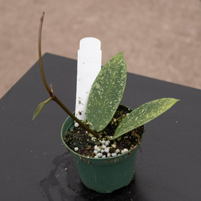 Gabriella Plants Hoya 3" Hoya 'Silver Dollar' (reverted)
