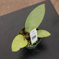 Gabriella Plants Hoya 3" Hoya 'Silver Dollar'
