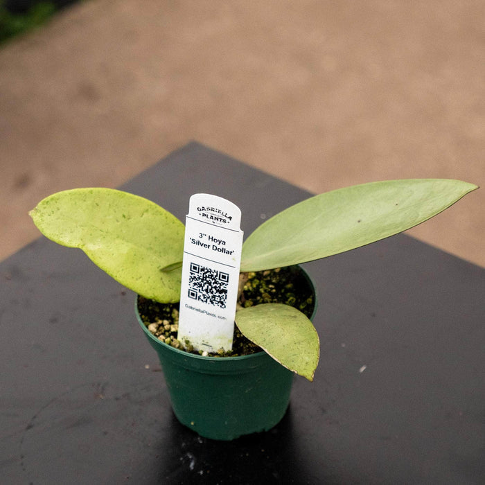 Gabriella Plants Hoya 3" Hoya 'Silver Dollar'
