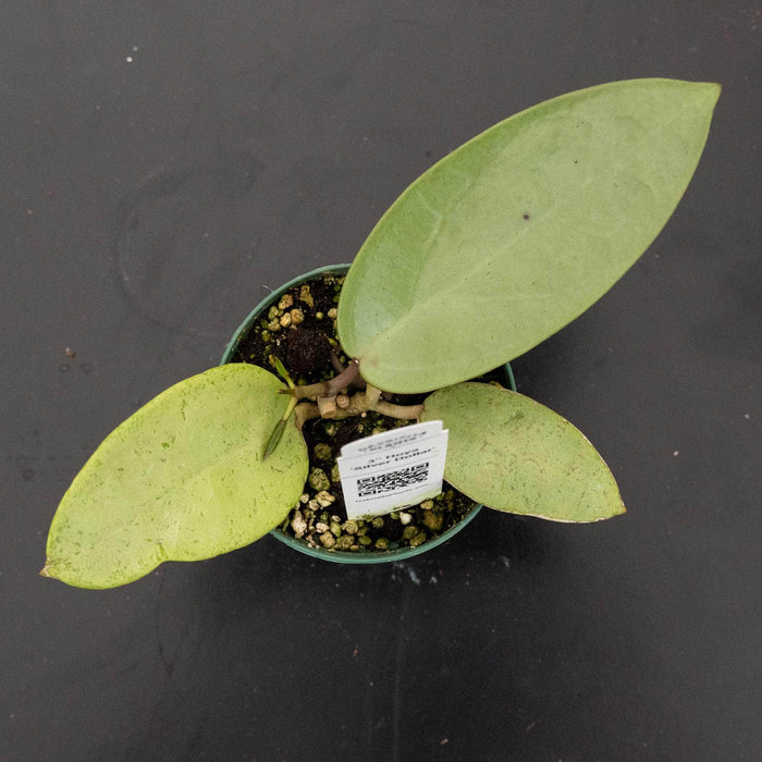 Gabriella Plants Hoya 3" Hoya 'Silver Dollar'