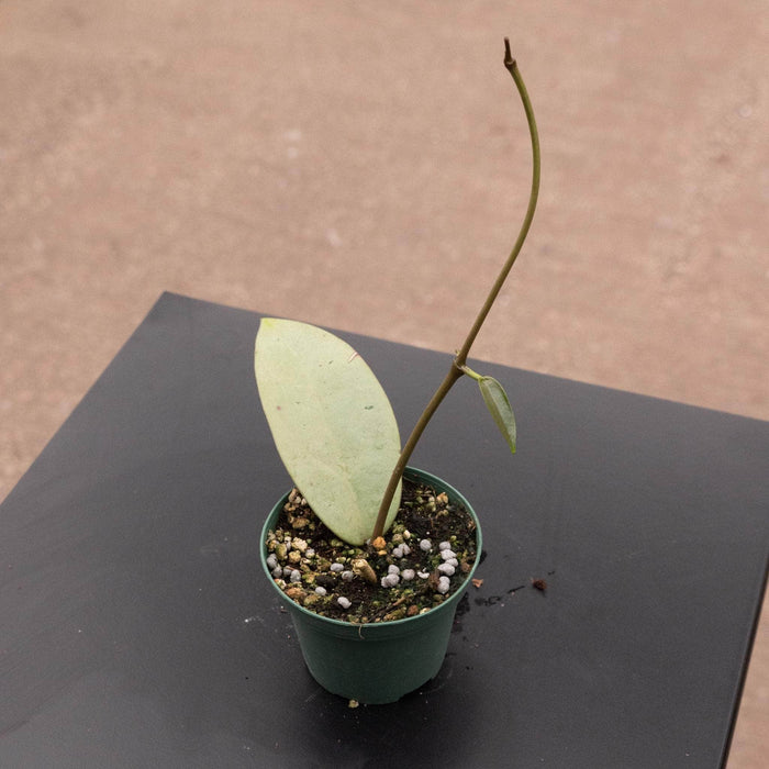 Gabriella Plants Hoya 3" Hoya 'Silver Dollar'